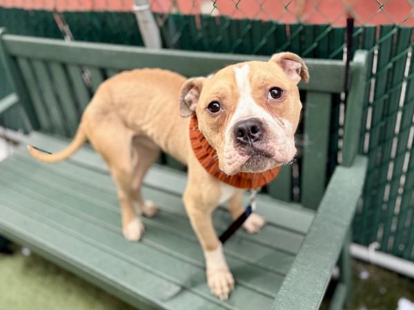 Wobbie Bobbie — thumbnail 5