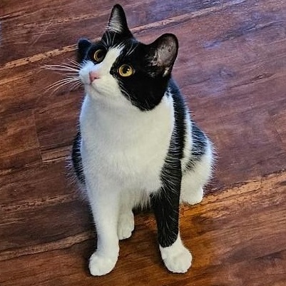 Enlarge Laurel Kindred, a Adoptable mixed breed in Denver, CO image 4/6