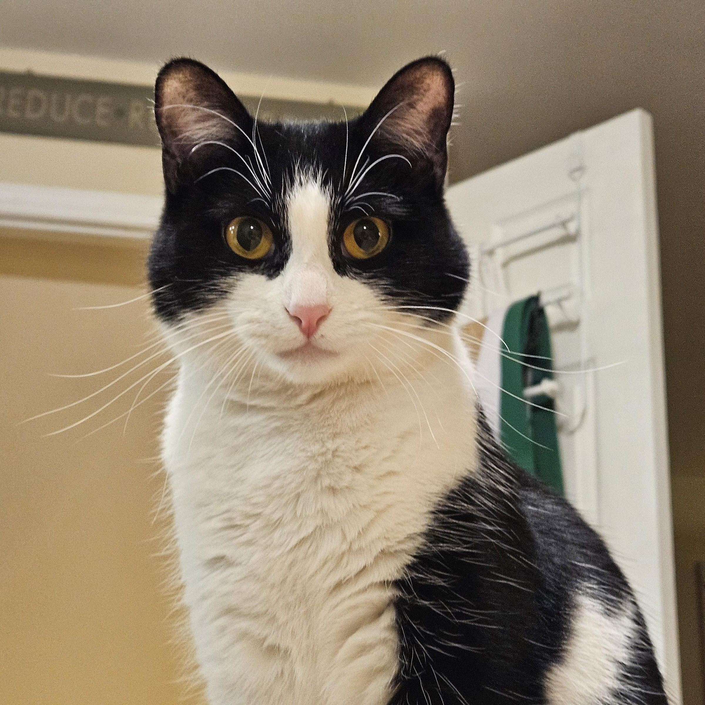 Enlarge Laurel Kindred, a Adoptable mixed breed in Denver, CO image 2/6