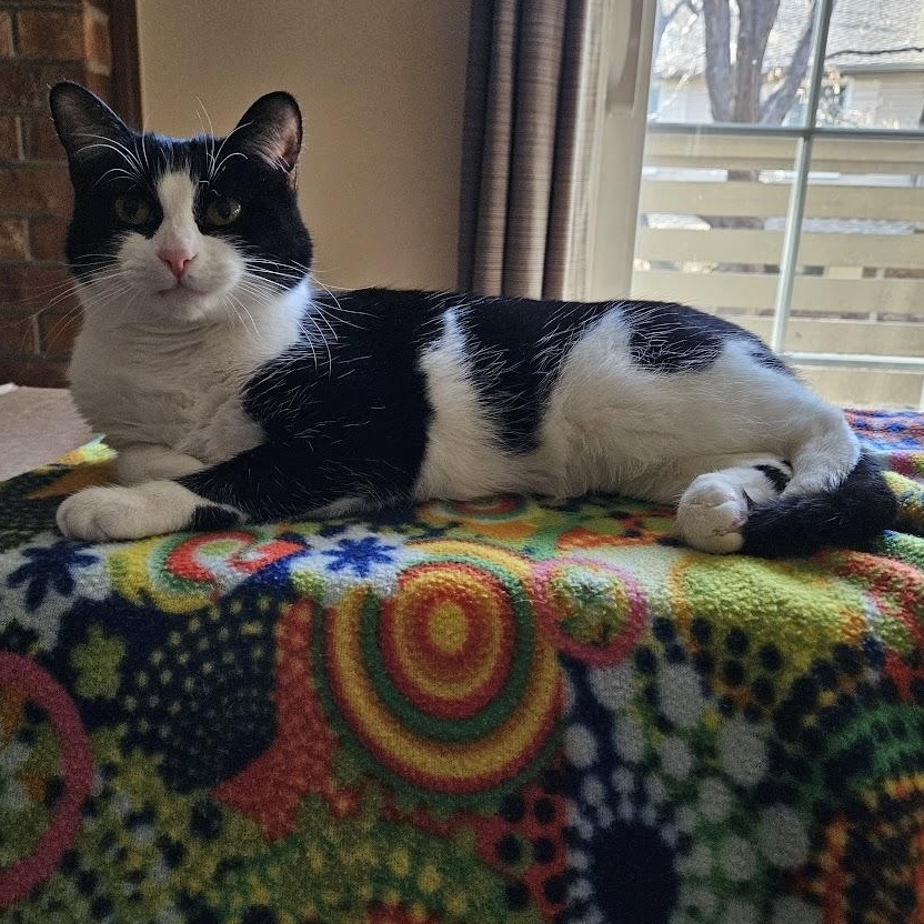 Enlarge Laurel Kindred, a Adoptable mixed breed in Denver, CO image 5/6