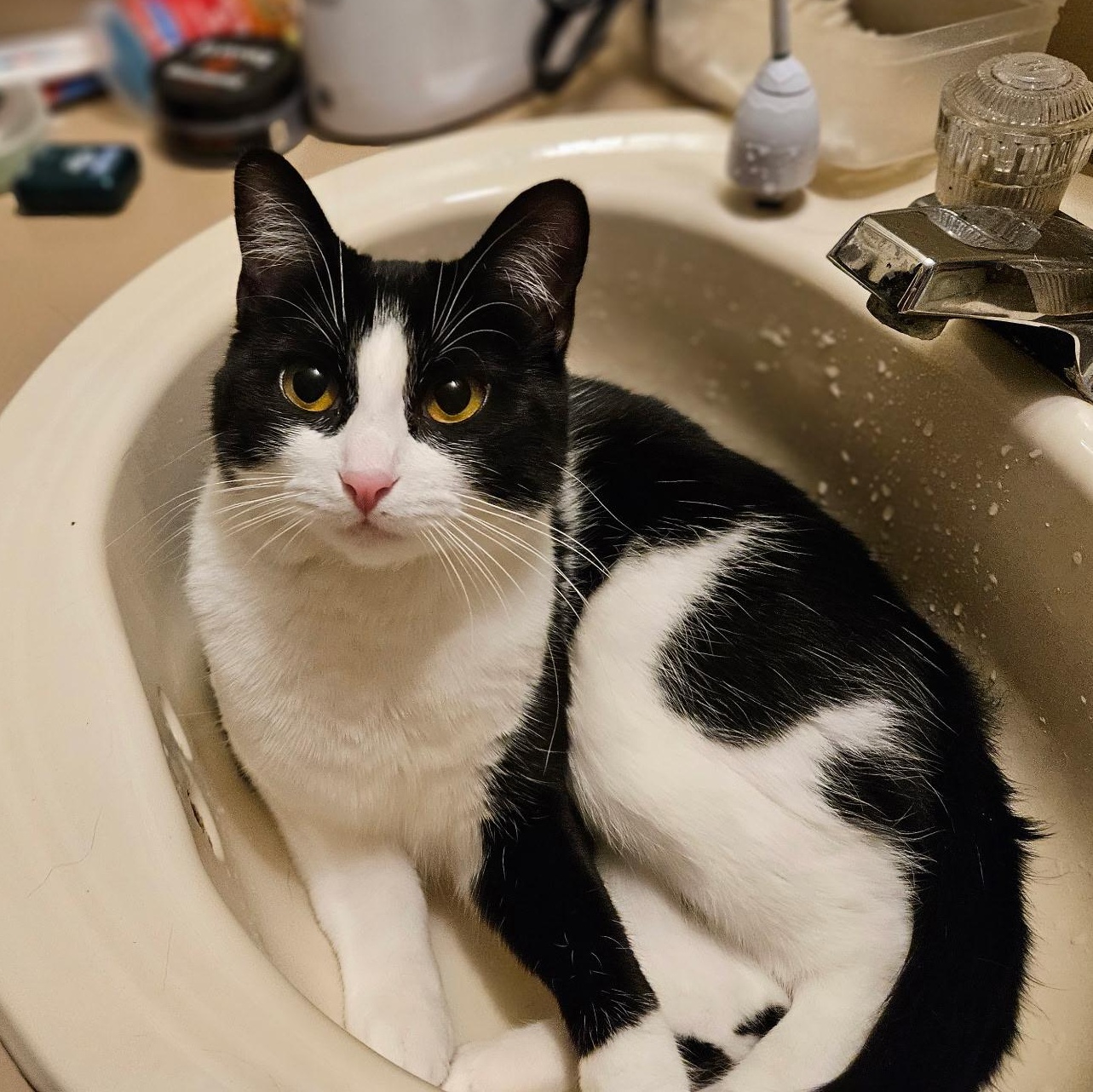 Laurel Kindred, Adoptable, Young Female Domestic Short Hair.