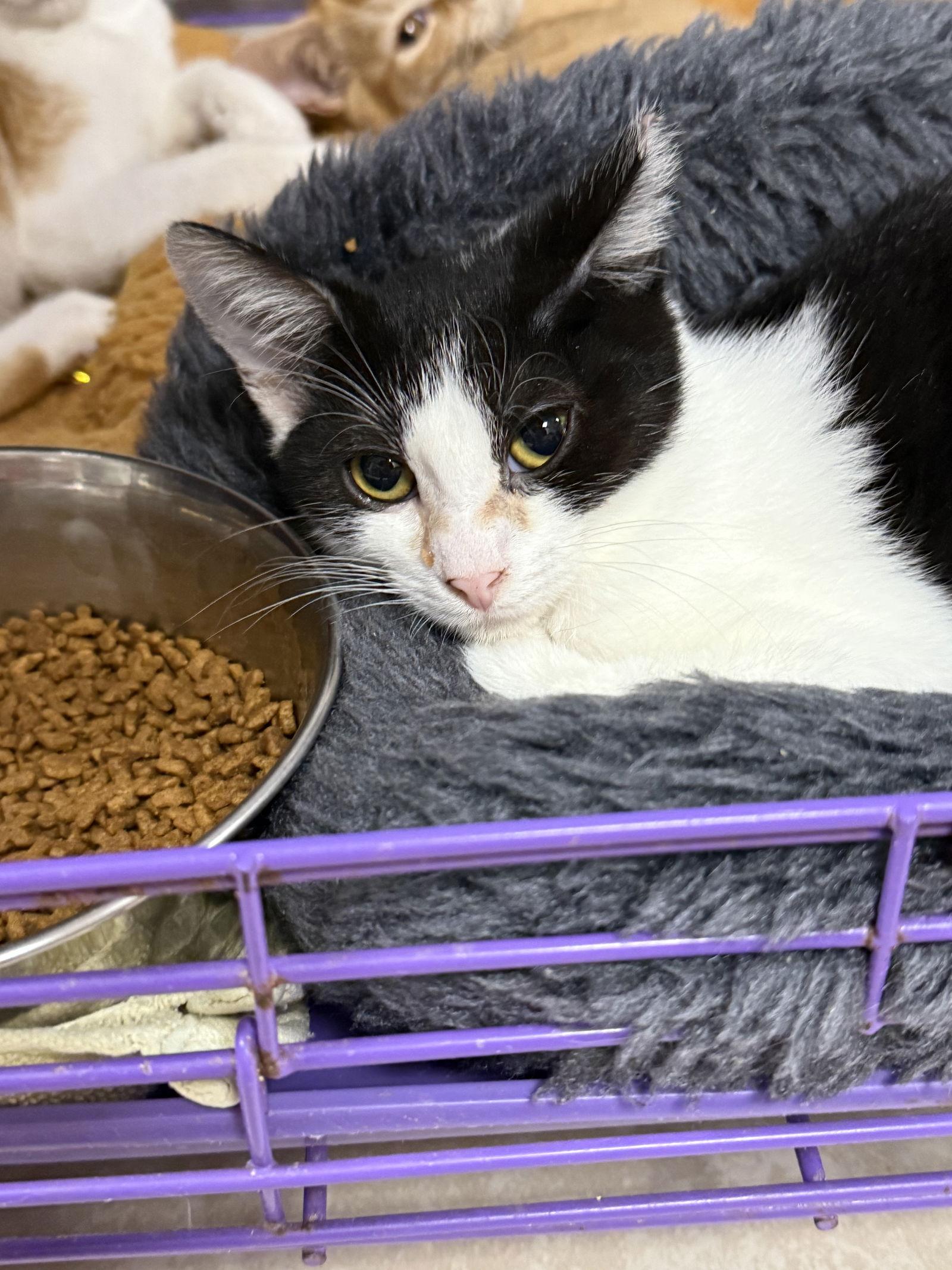 Enlarge Dot CC, a Adoptable Domestic Short Hair in Satellite Beach, FL image 1/1