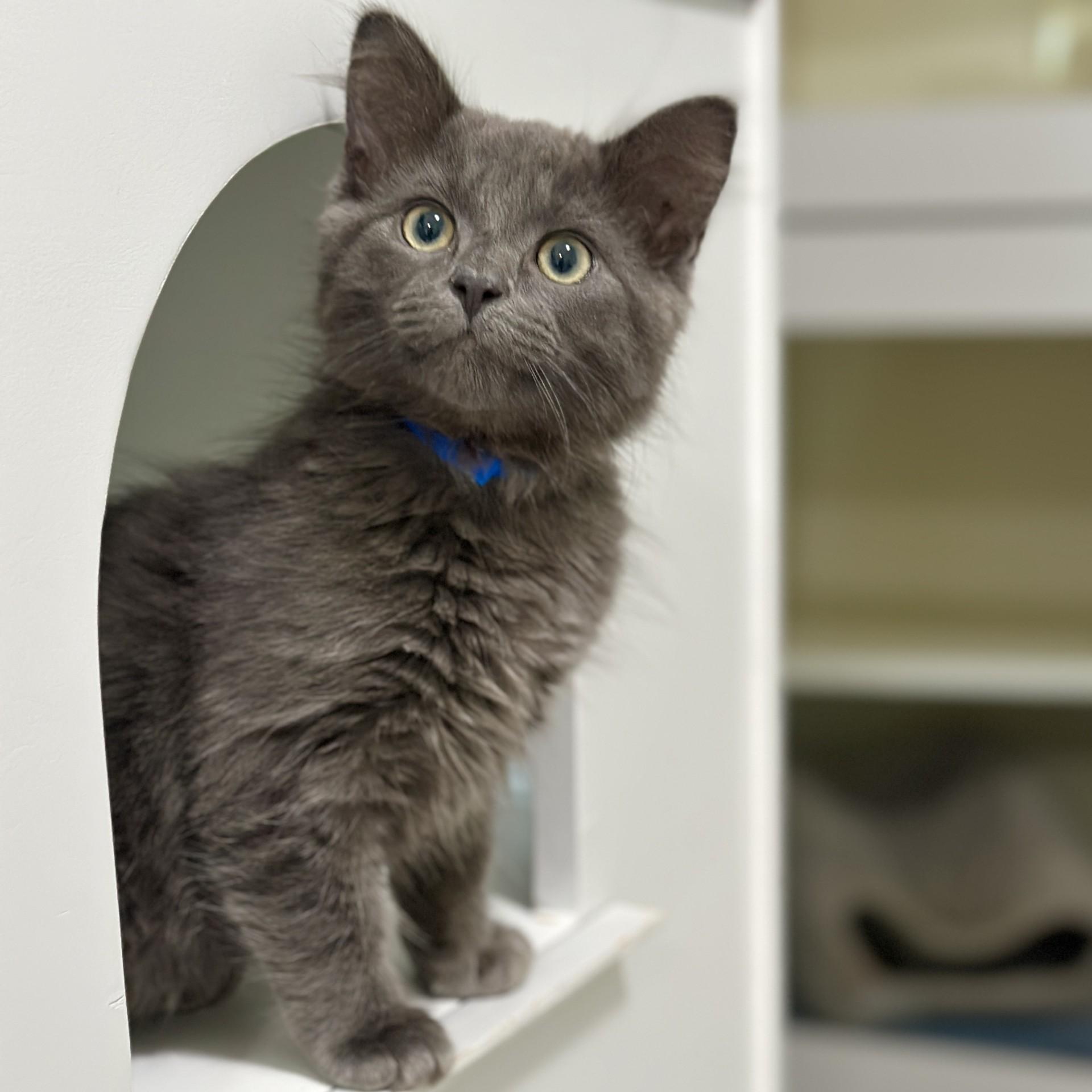 Smores, an adopted Domestic Medium Hair in Victor, NY image 2/3