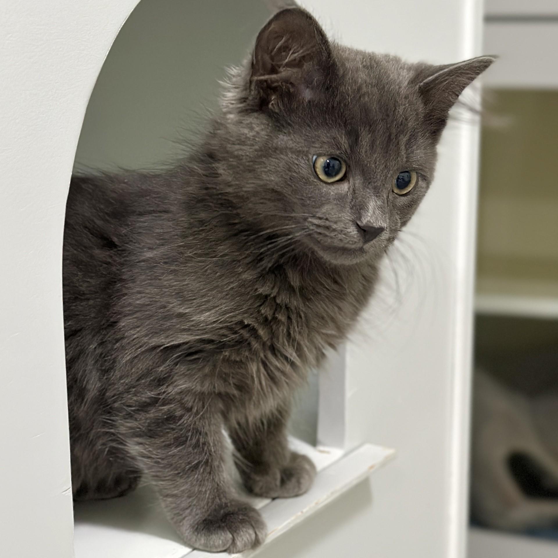 Smores, an adopted Domestic Medium Hair in Victor, NY image 3/3