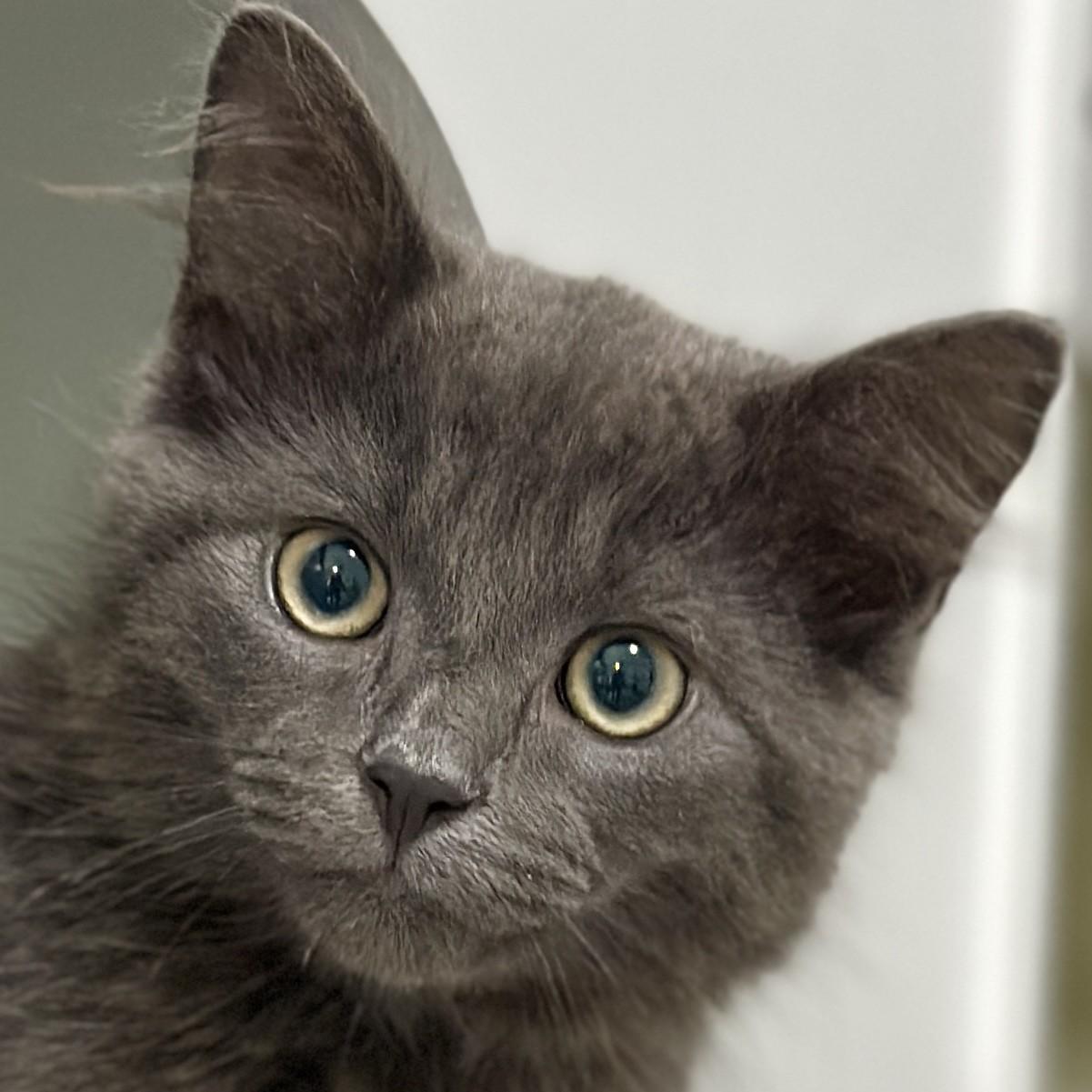 Smores, an adopted Domestic Medium Hair in Victor, NY image 1/3
