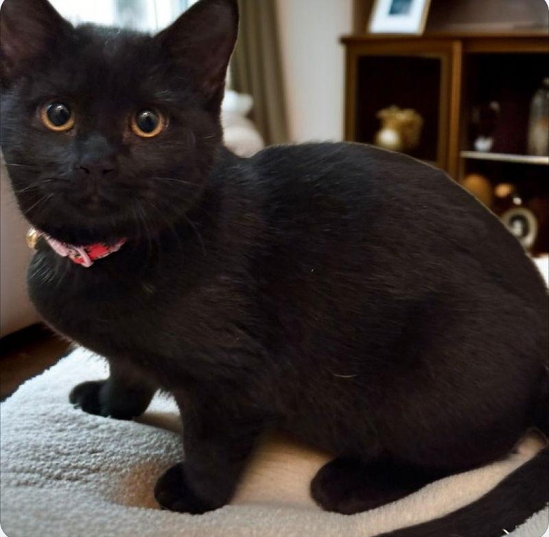Luna, Adoptable, Young Female Bombay & Domestic Short Hair.