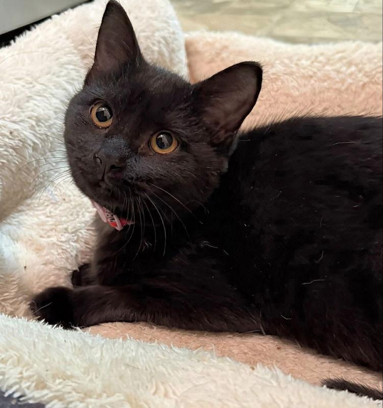 Enlarge Luna, a Adoptable mixed breed in Knoxville, TN image 3/3