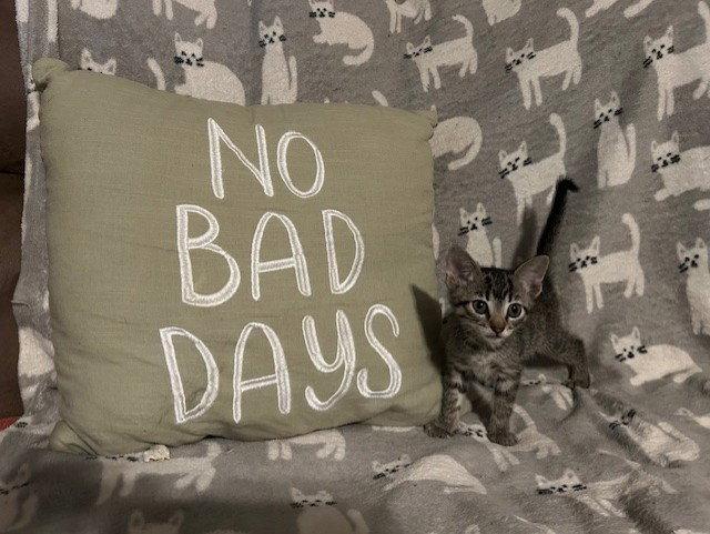 *Phoebe, Adopted, Kitten Female Domestic Short Hair & Tabby.