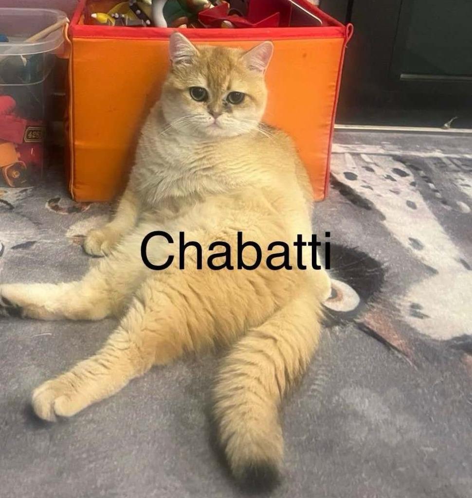 Enlarge Chabatti, a Adopted British Shorthair in San Jacinto, CA image 1/1
