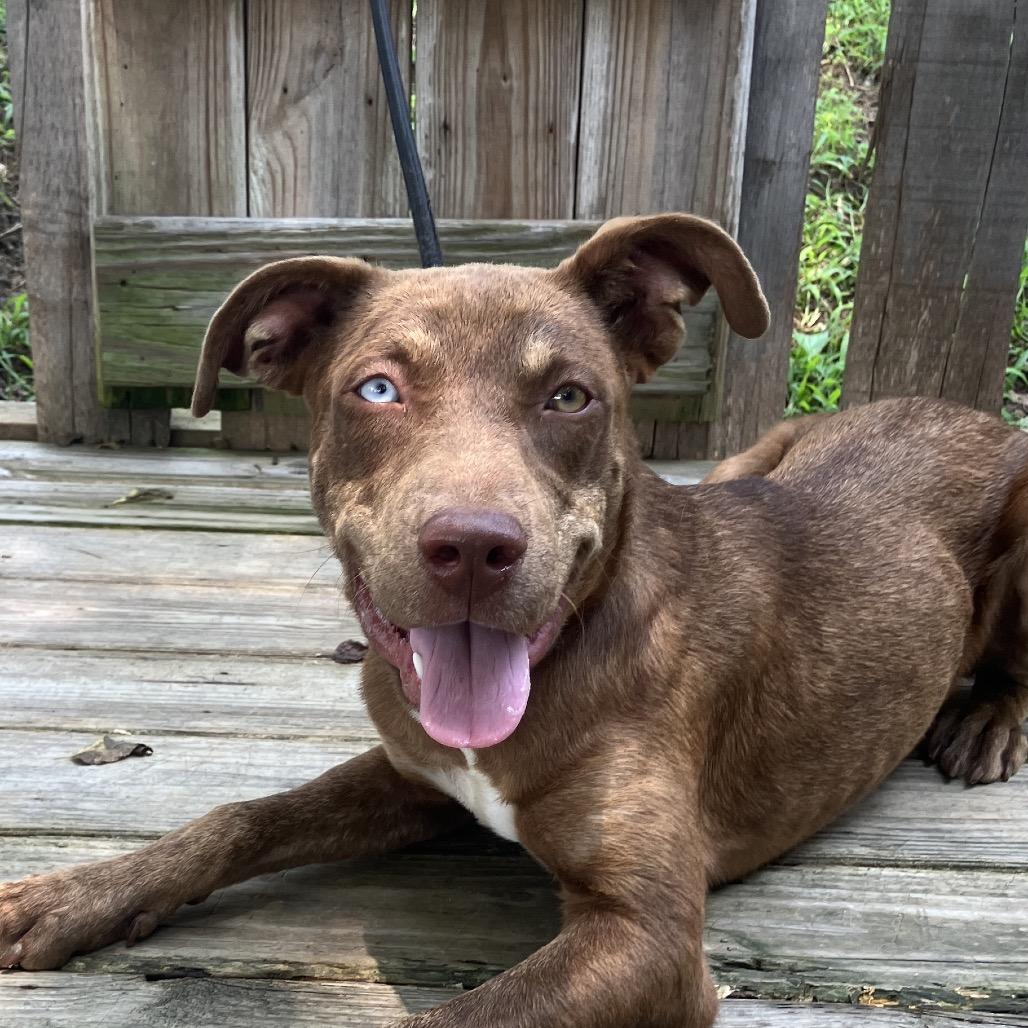 Livia, Adoptable, Young Female Mixed Breed.