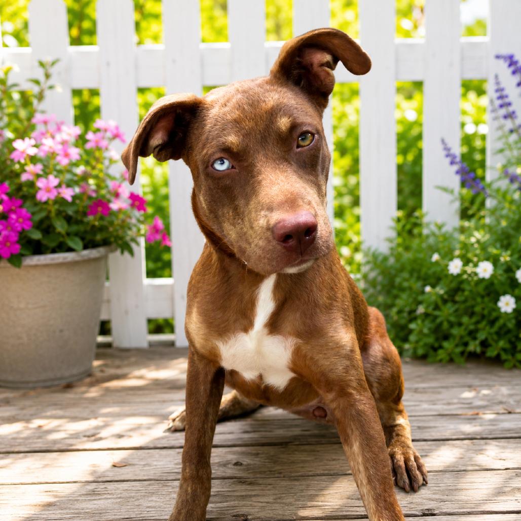 Livia, a Adoptable Mixed Breed in Pulaski, TN image 2/6