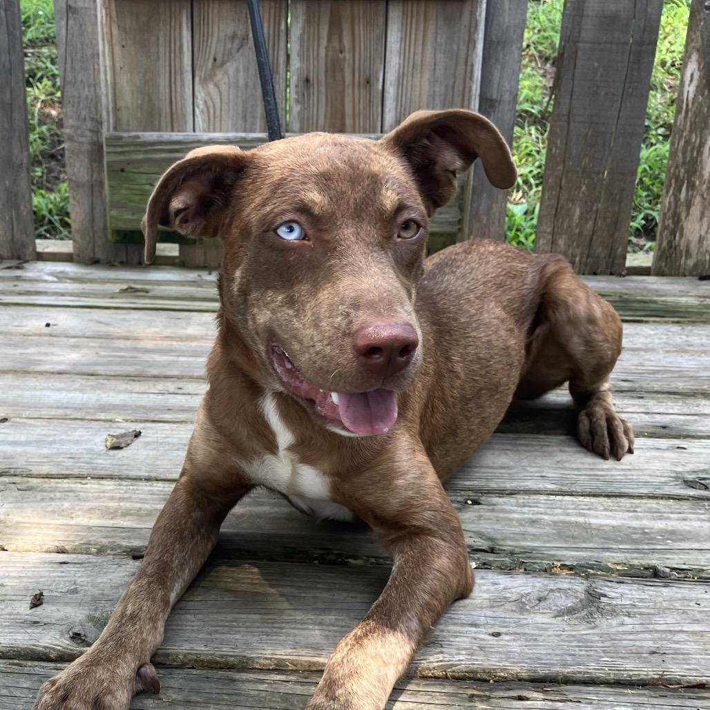 Livia, a Adoptable Mixed Breed in Pulaski, TN image 2/6