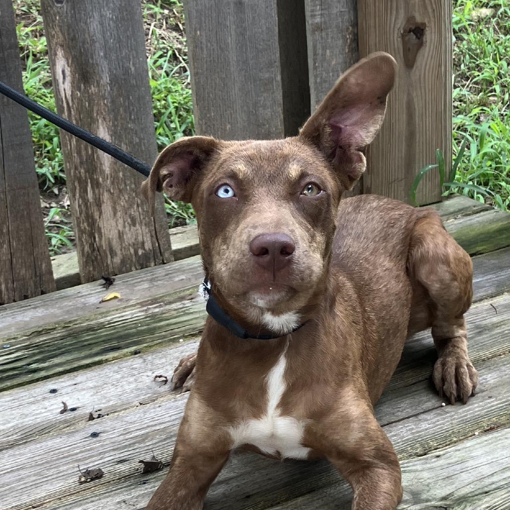 Livia, a Adoptable Mixed Breed in Pulaski, TN image 3/6