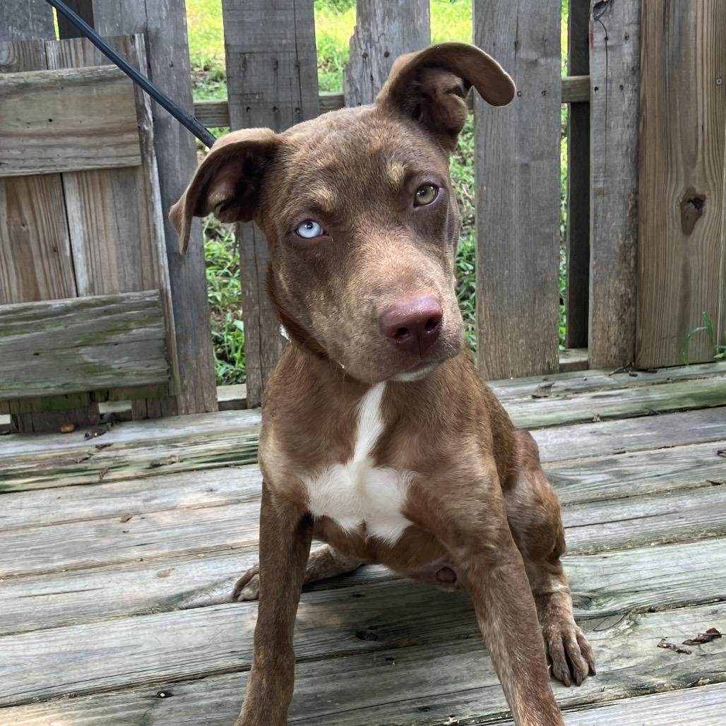 Livia, a Adoptable Mixed Breed in Pulaski, TN image 4/6
