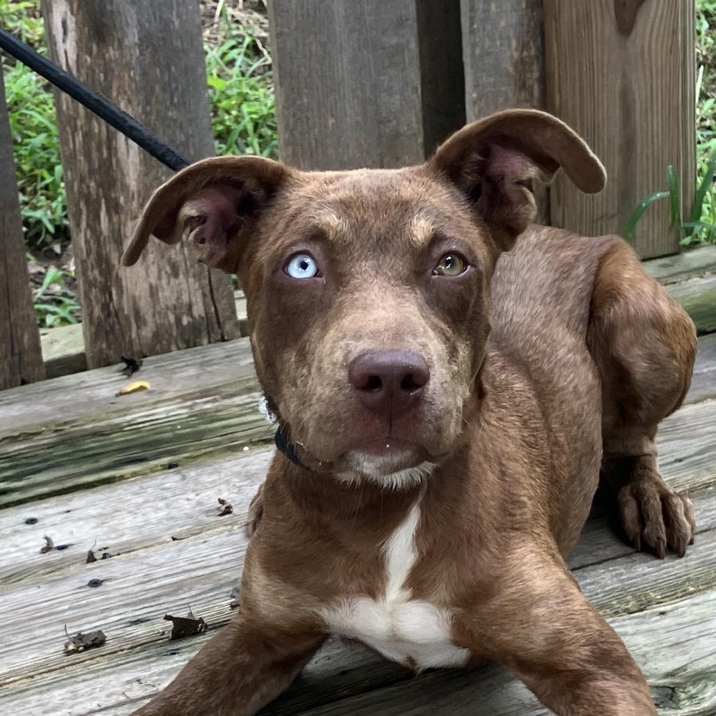 Livia, a Adoptable Mixed Breed in Pulaski, TN image 5/6