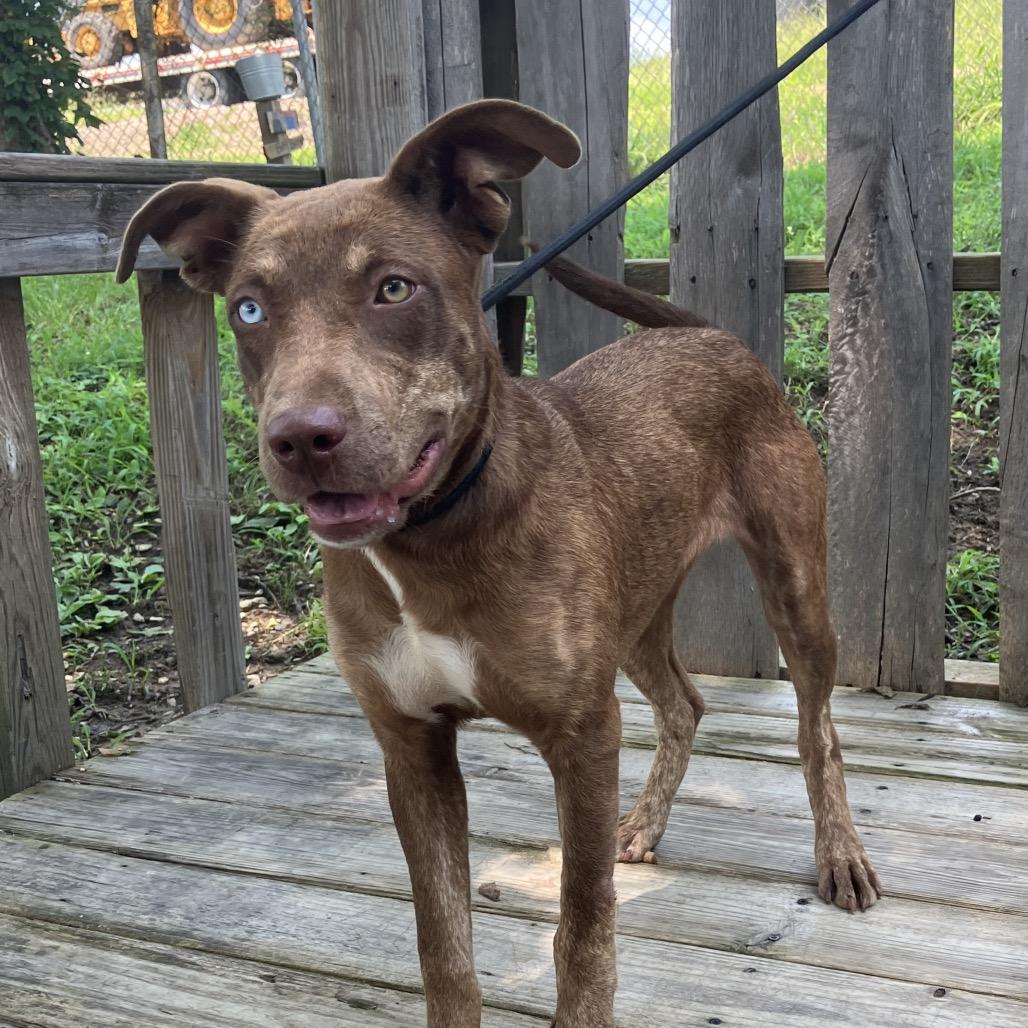 Livia, a Adoptable Mixed Breed in Pulaski, TN image 6/6