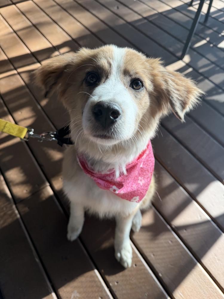 Enlarge 1122 Callie, a Adoptable mixed breed in Kansas City, MO image 3/6