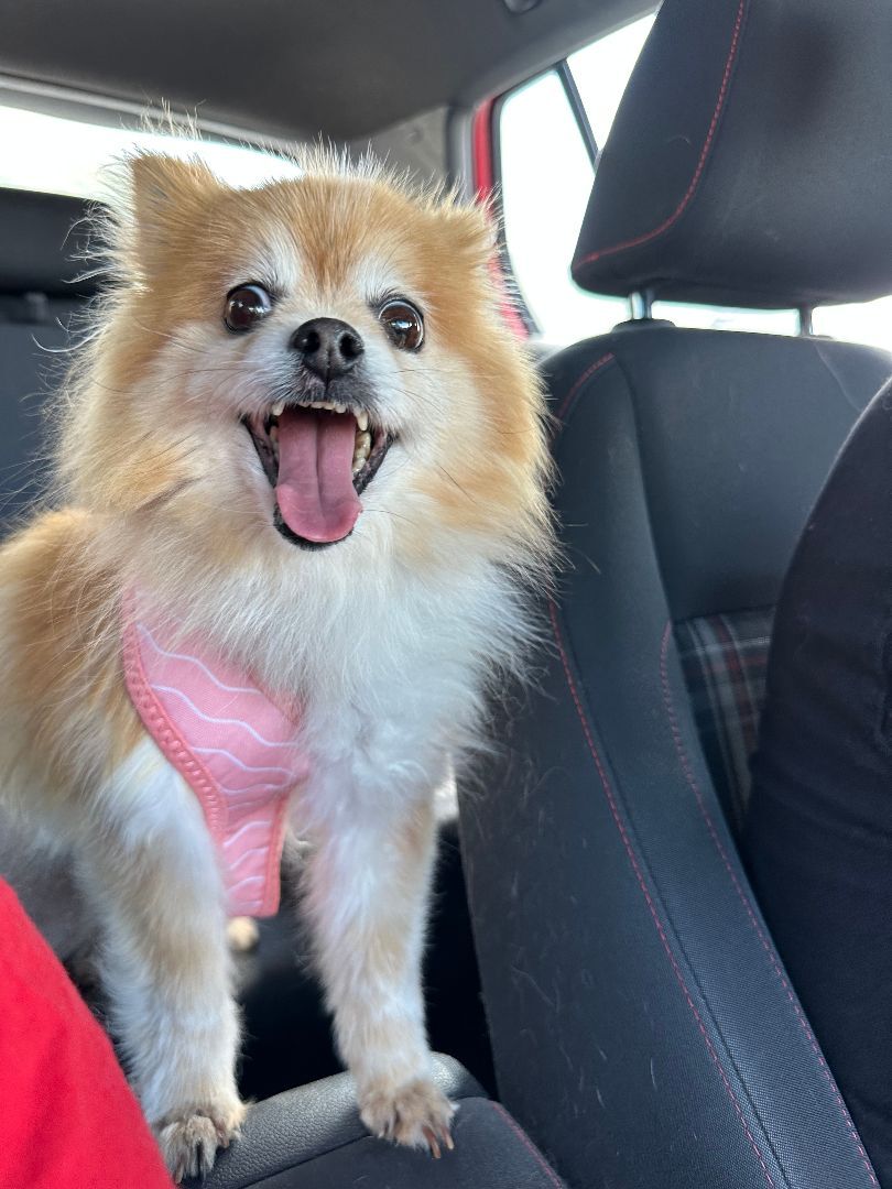 Sunshine, a Adopted Pomeranian in Roy, UT image 1/10