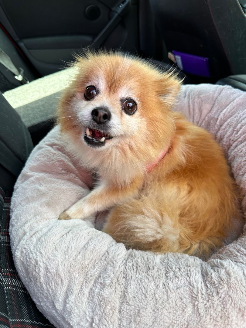 Sunshine, a Adopted Pomeranian in Roy, UT image 2/10
