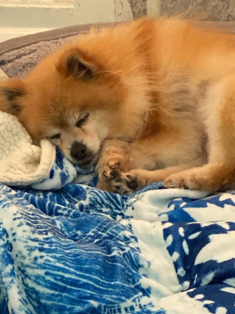 Sunshine, a Adopted Pomeranian in Roy, UT image 3/10