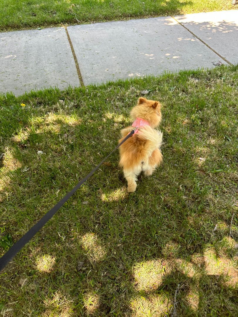 Sunshine, a Adopted Pomeranian in Roy, UT image 4/10