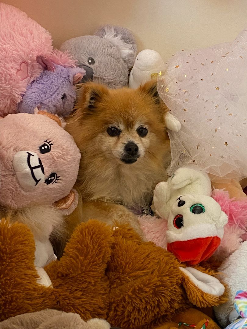 Sunshine, a Adopted Pomeranian in Roy, UT image 5/10