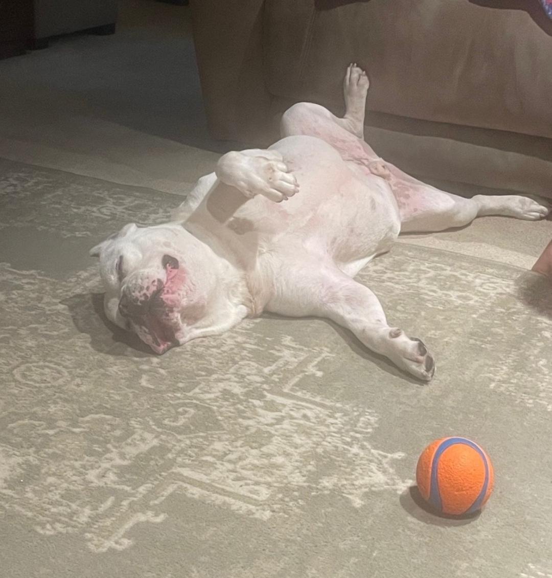 Ghost, a ADOPTABLE American Bully in New Rochelle, NY image 4/6