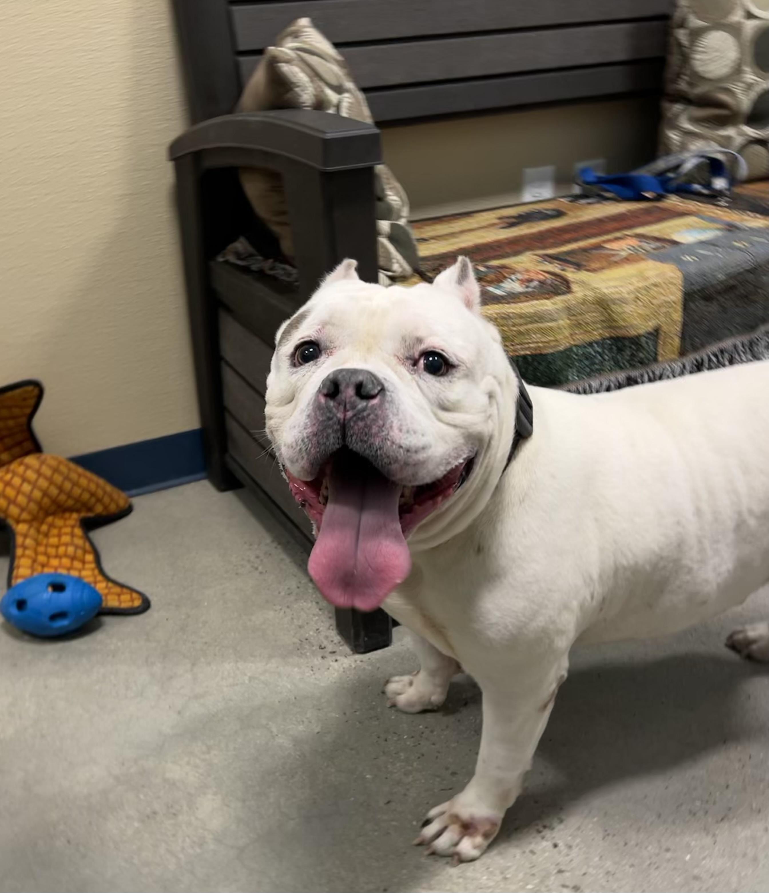 Enlarge Ghost, a ADOPTABLE American Bully in New Rochelle, NY image 4/6