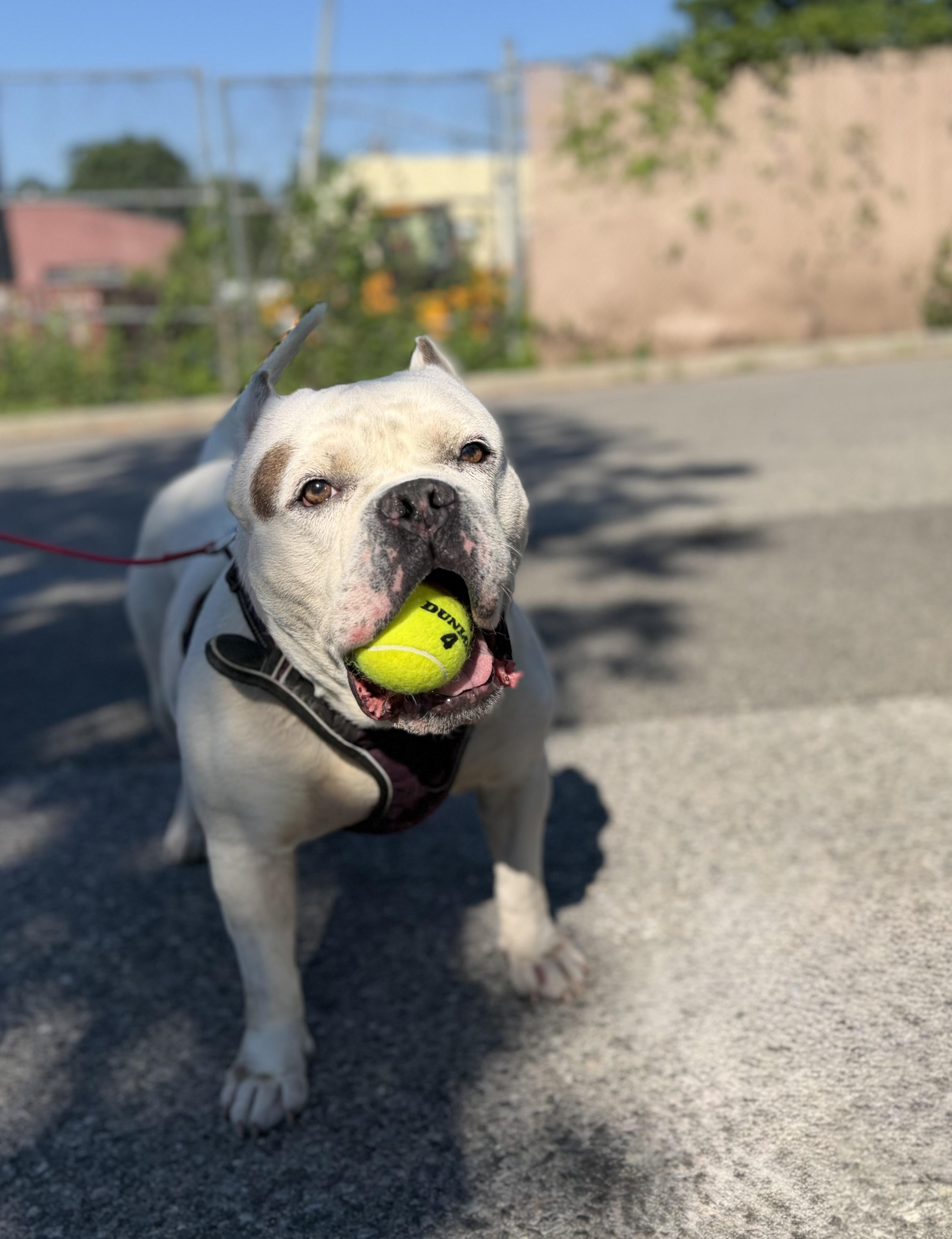 Enlarge Ghost, a ADOPTABLE American Bully in New Rochelle, NY image 6/6