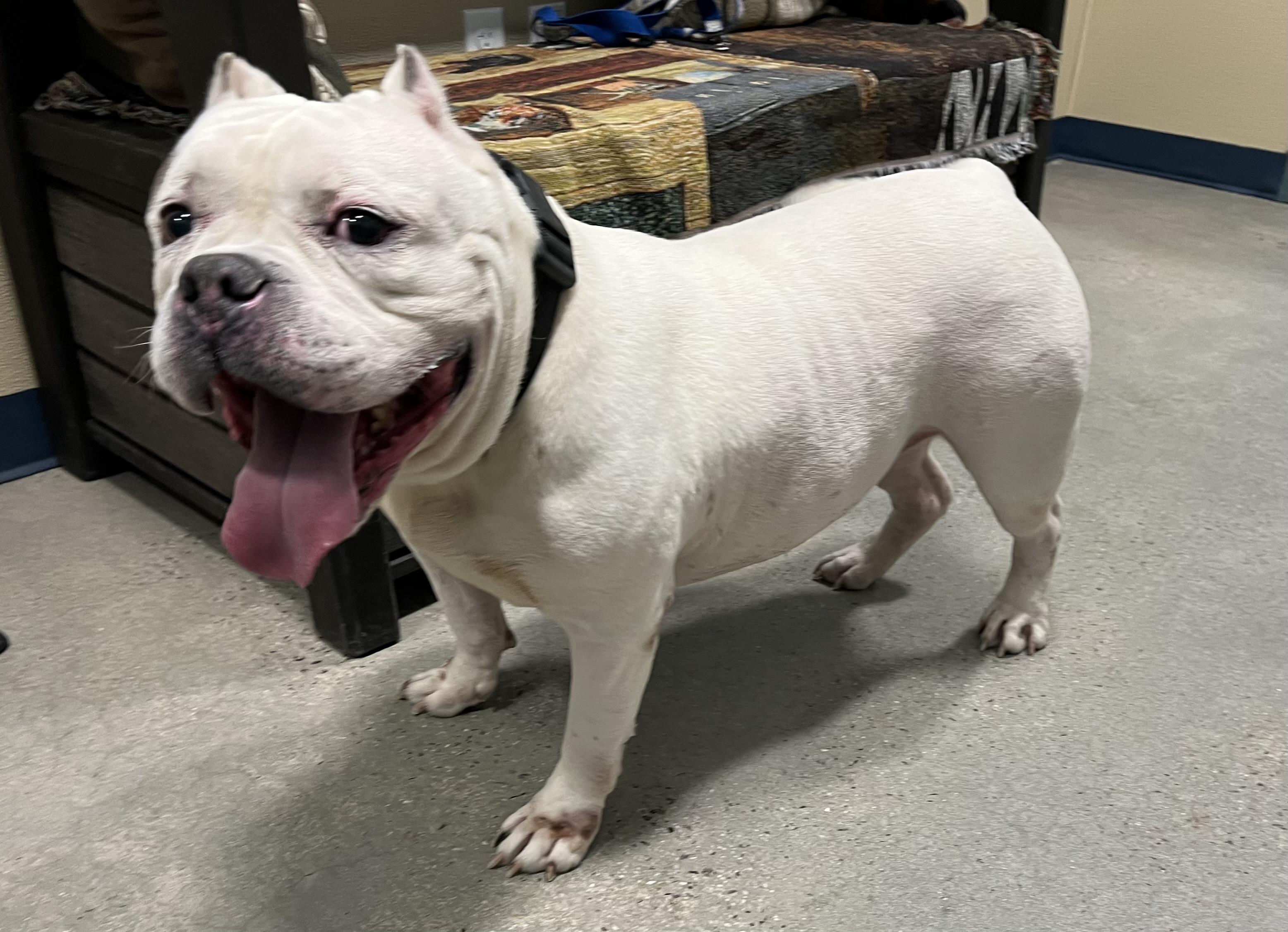 Enlarge Ghost, a ADOPTABLE American Bully in New Rochelle, NY image 3/6
