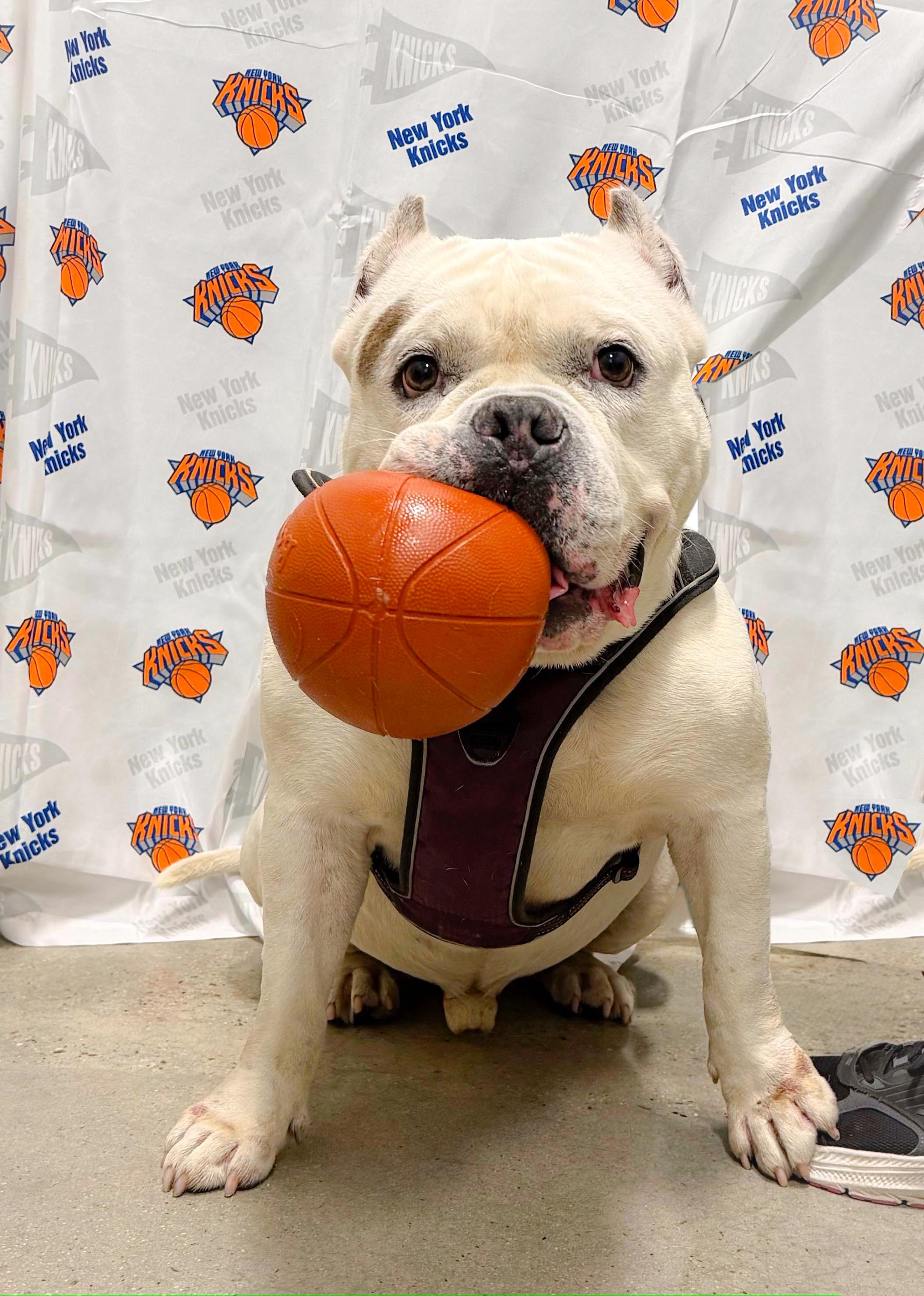 Enlarge Ghost, a ADOPTABLE American Bully in New Rochelle, NY image 2/6