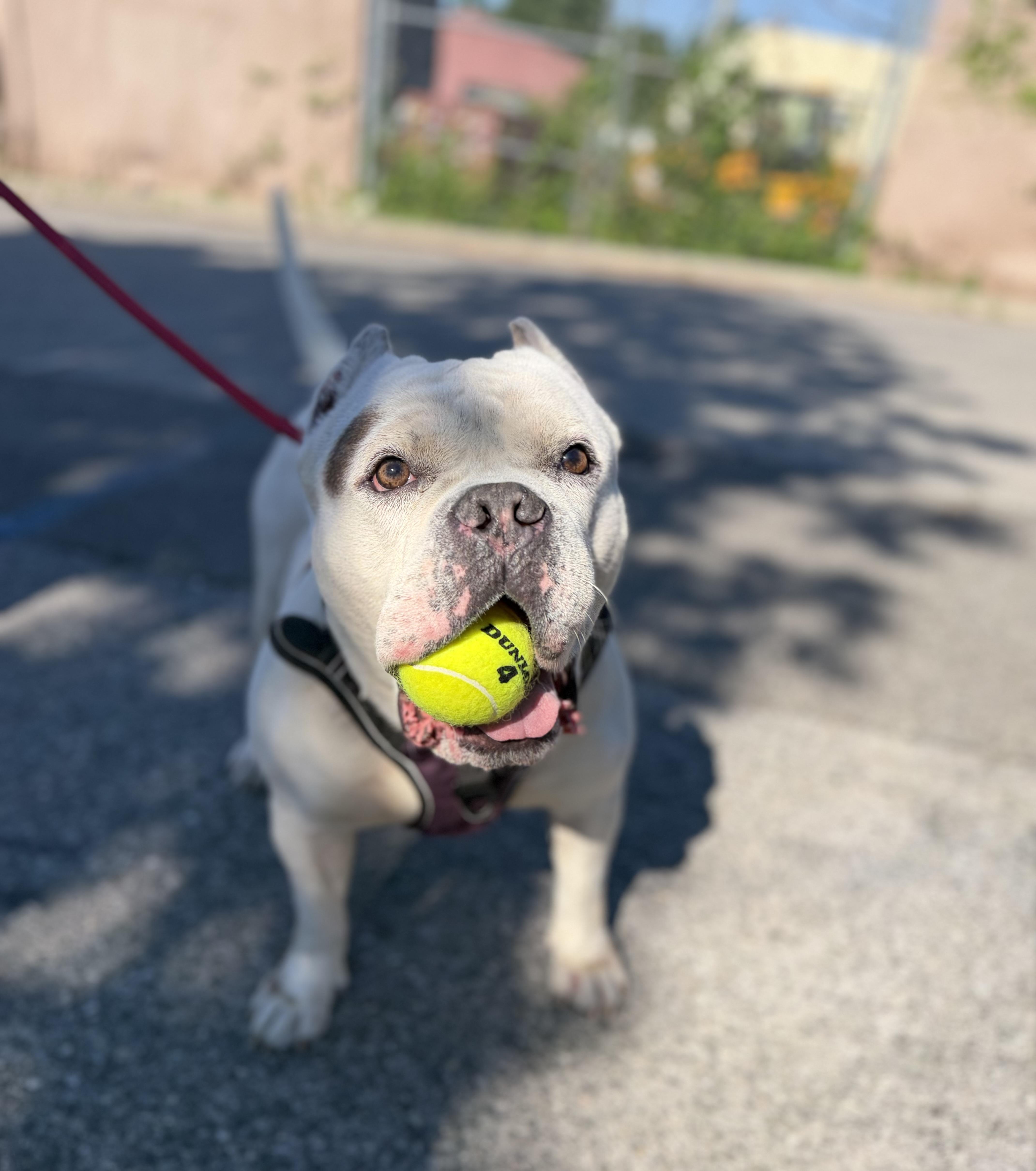 Enlarge Ghost, a ADOPTABLE American Bully in New Rochelle, NY image 3/6