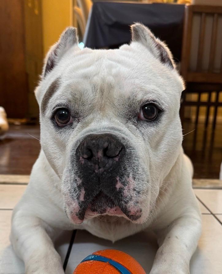 Ghost, a ADOPTABLE American Bully in New Rochelle, NY image 6/6