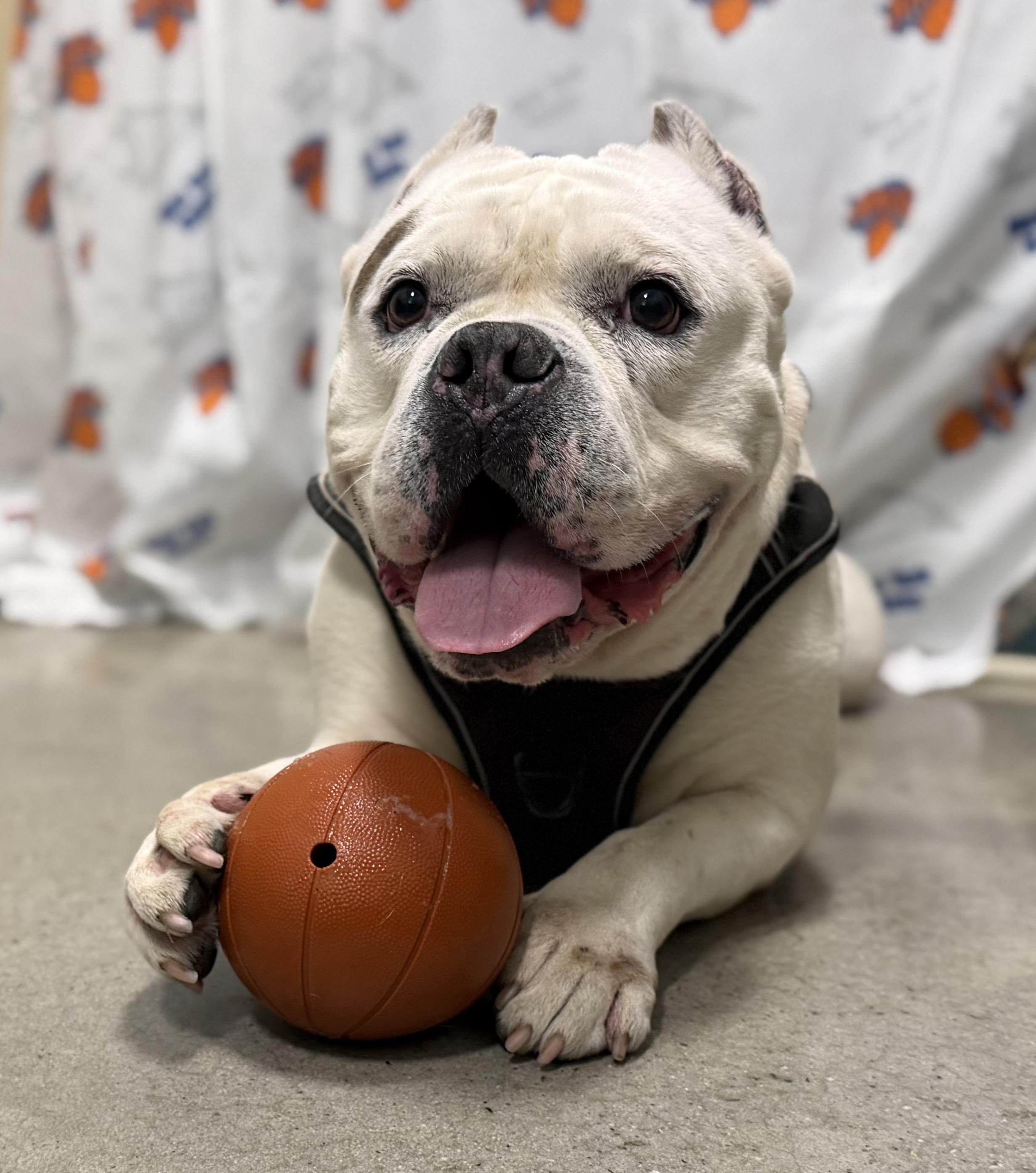 Ghost, ADOPTABLE, Senior Male American Bully.