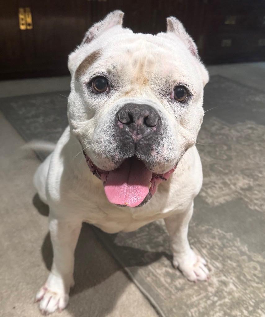 Ghost, a ADOPTABLE American Bully in New Rochelle, NY image 5/6