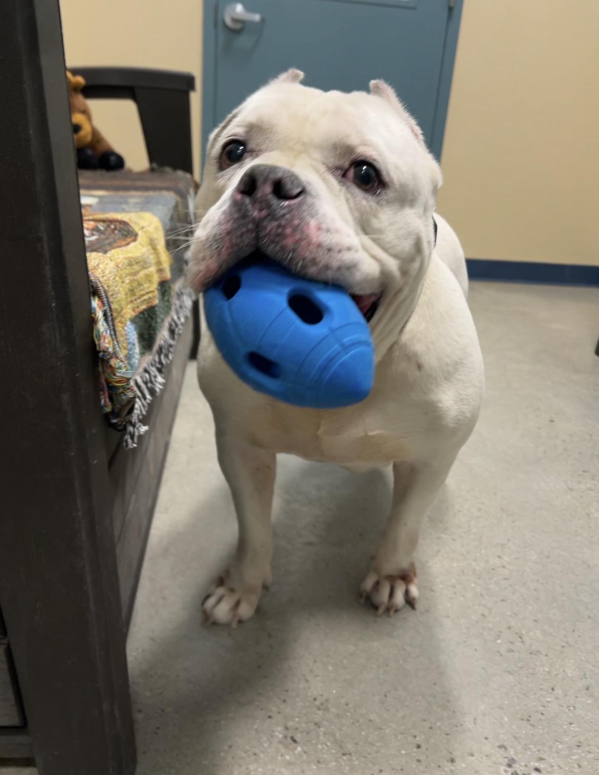 Enlarge Ghost, a ADOPTABLE American Bully in New Rochelle, NY image 2/6