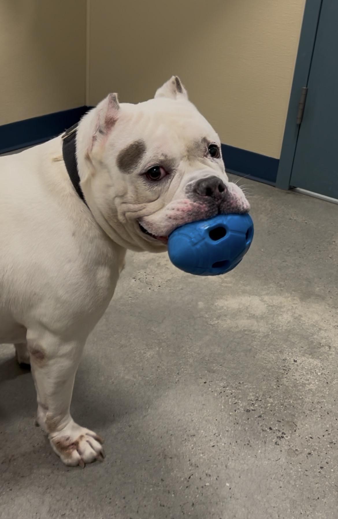 Ghost, ADOPTABLE, Senior Male American Bully.