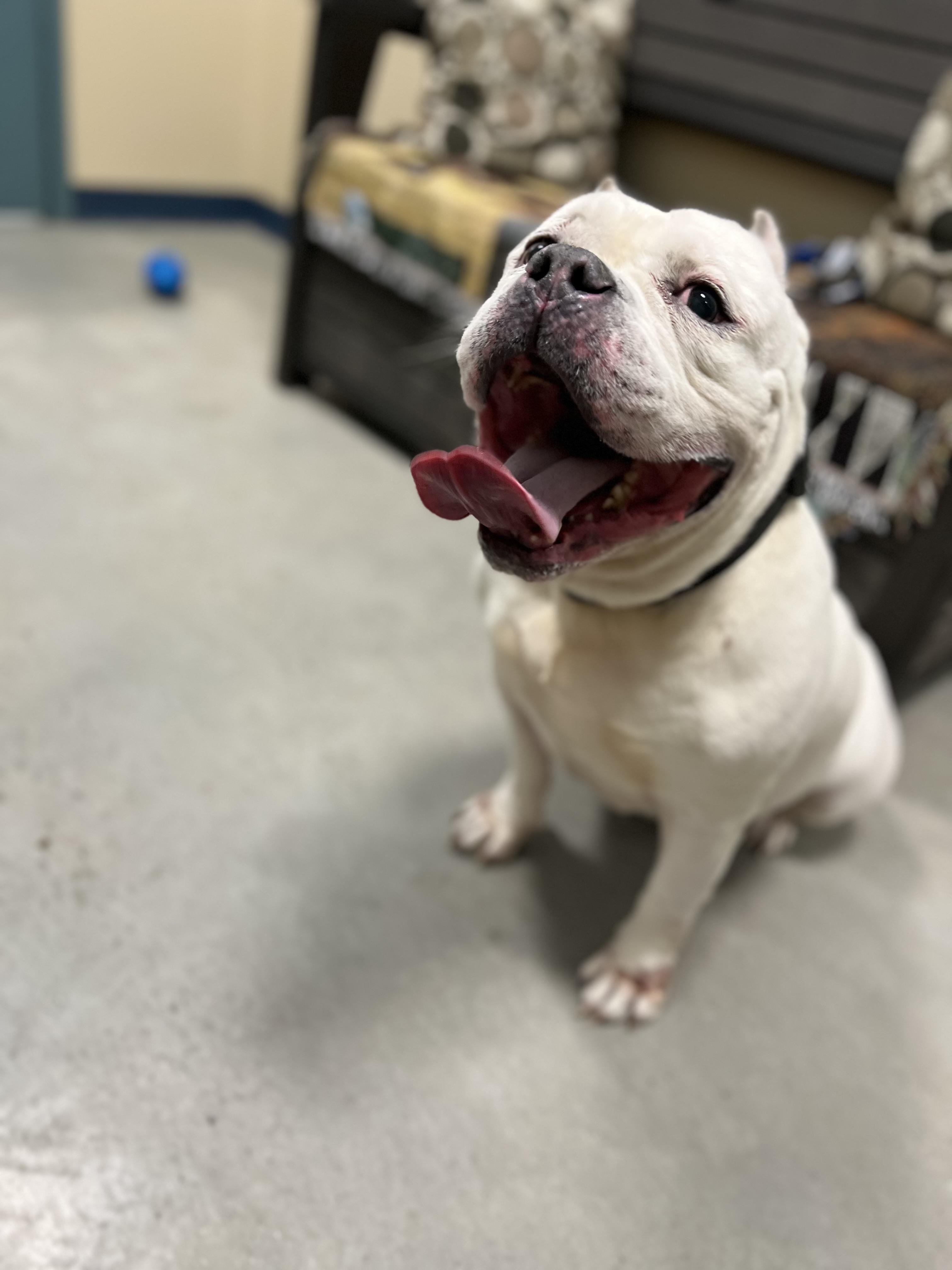 Enlarge Ghost, a ADOPTABLE American Bully in New Rochelle, NY image 5/6