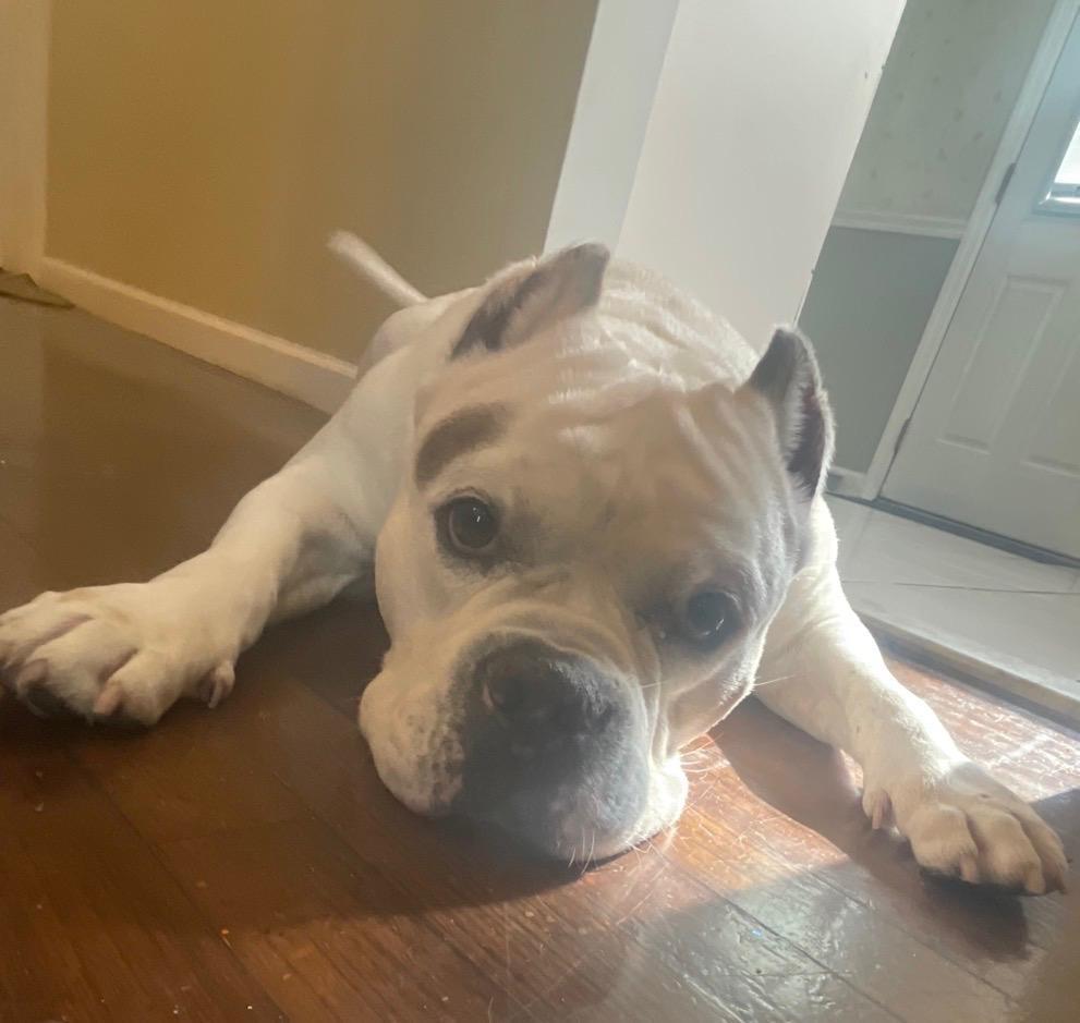 Ghost, ADOPTABLE, Senior Male American Bully.