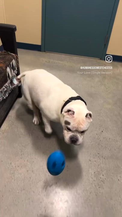 Enlarge Ghost, a ADOPTABLE American Bully in New Rochelle, NY video 6/6