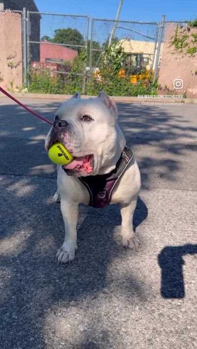 Enlarge Ghost, a ADOPTABLE American Bully in New Rochelle, NY video 4/6