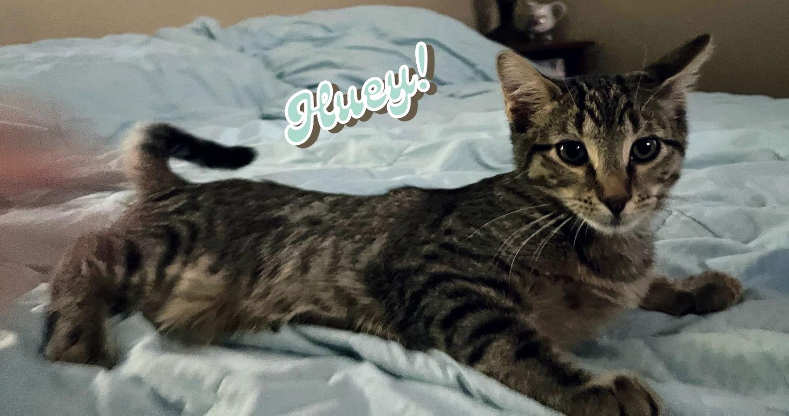 Enlarge Duey and Huey, a Adoptable Domestic Short Hair in Land O Lakes, FL image 1/2