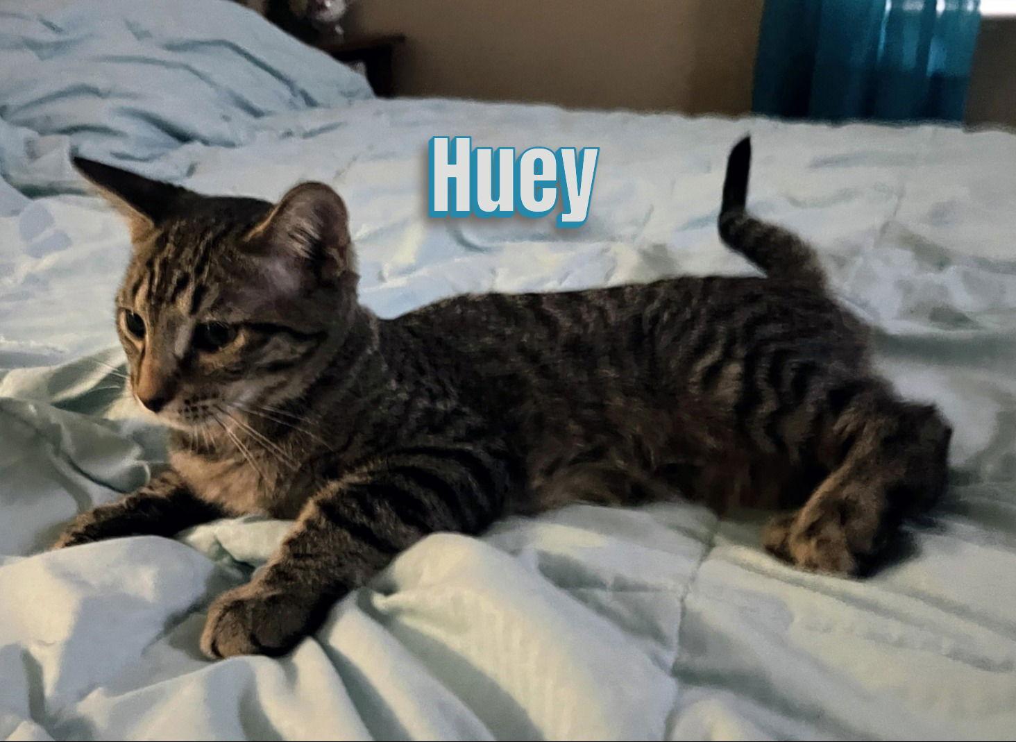 Enlarge Duey and Huey, a Adoptable Domestic Short Hair in Land O Lakes, FL image 2/2