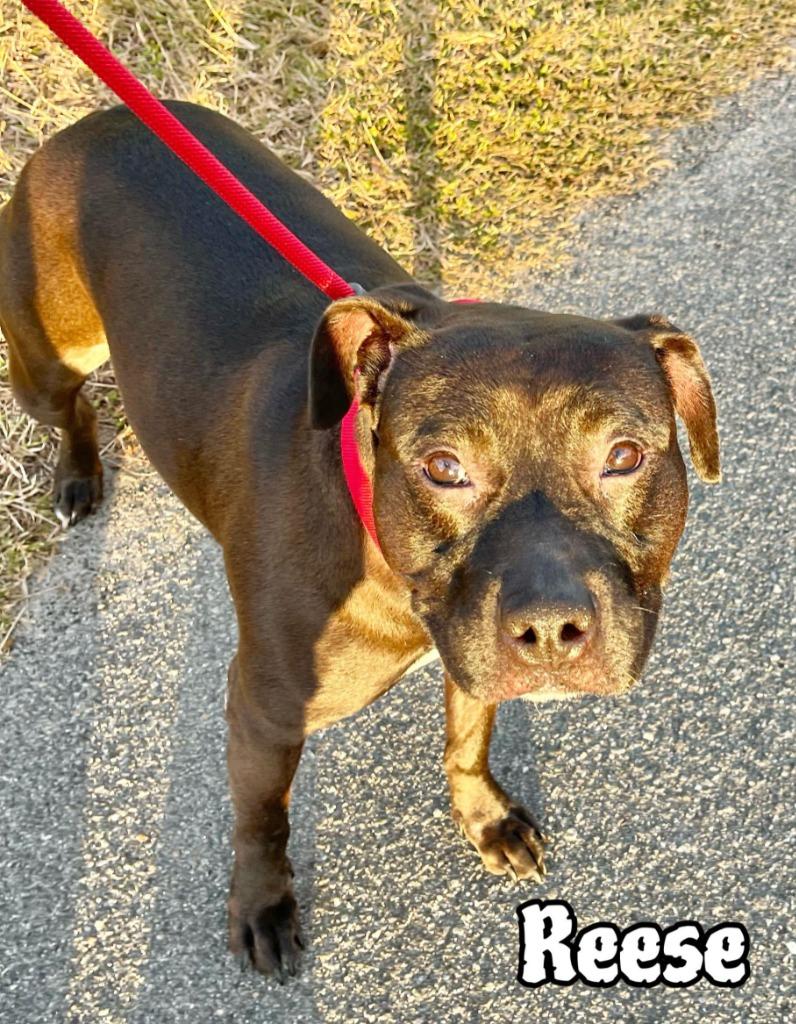 Reese — thumbnail 3