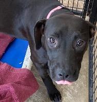 Reese — thumbnail 4