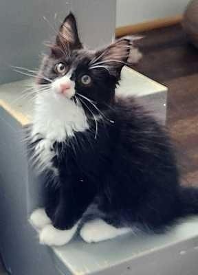 Enlarge Emerald, a Adoptable mixed breed in Vienna , VA image 1/1