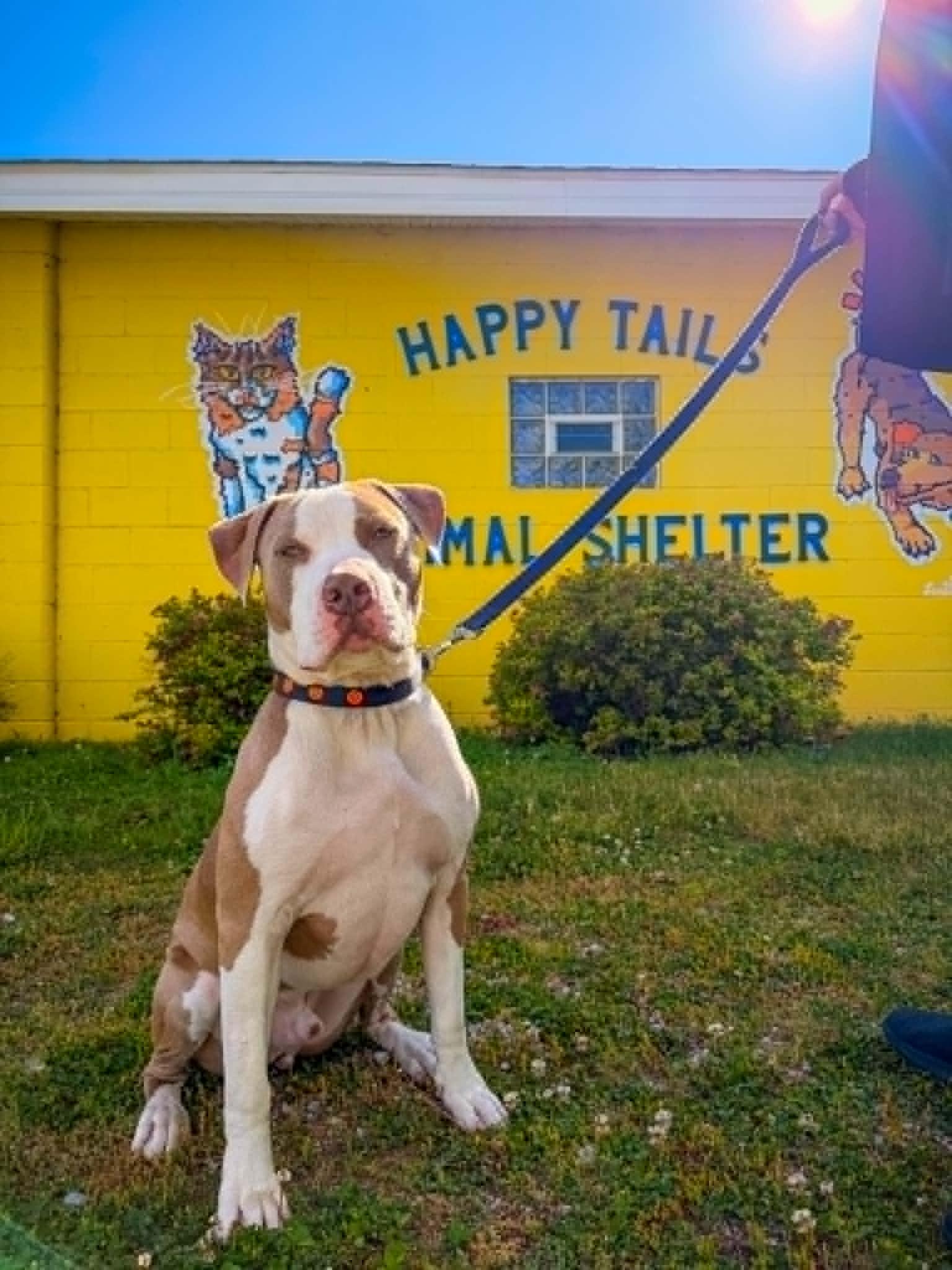 Enlarge Grant, a ADOPTABLE Pit Bull Terrier in Monticello, IN image 1/2