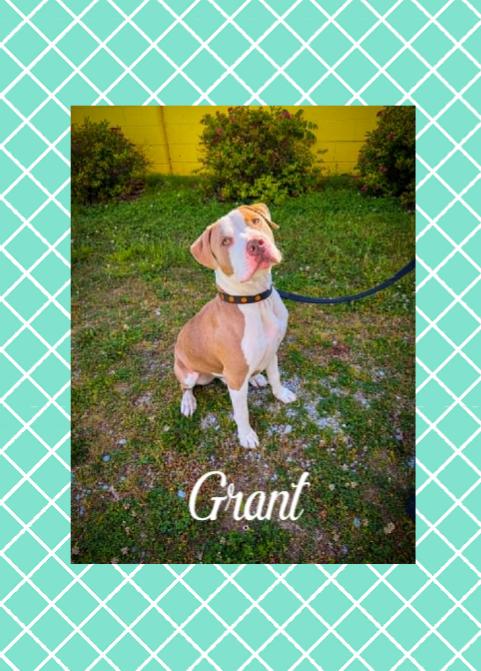 Enlarge Grant, a ADOPTABLE Pit Bull Terrier in Monticello, IN image 2/2