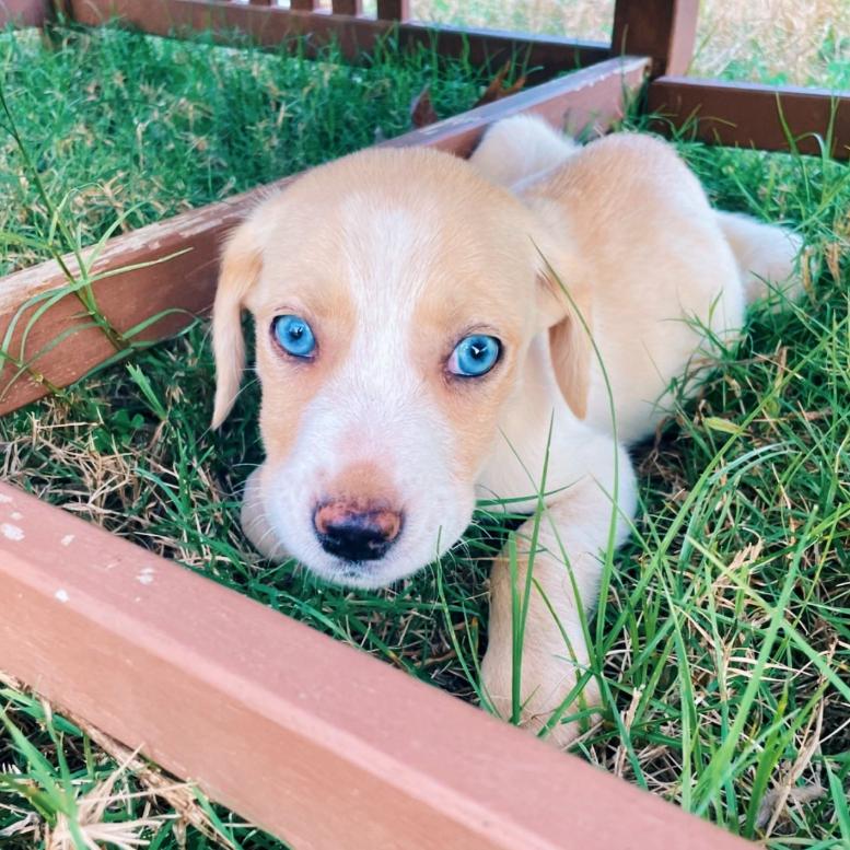 Treme, Adoptable, Puppy Female Australian Shepherd & Brittany Spaniel.