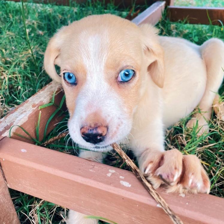 Enlarge Treme, a Adoptable mixed breed in Baton Rouge, LA image 2/2